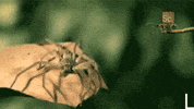 leroy jenkins GIF