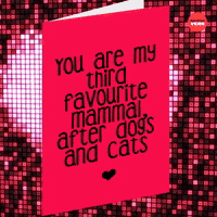 You're My Third Favorite Mammal 