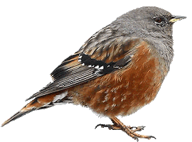 birds STICKER
