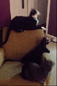 cat the night i learned how to make GIF