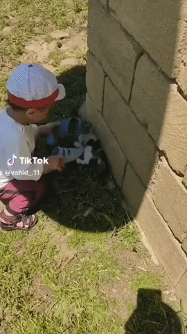 cuteanimalland giphyupload GIF