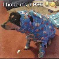 Dog Christmas GIF