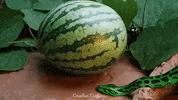 Stop Motion Watermelon GIF by CreativeCooking
