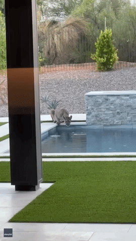 'Very Thirsty' Mountain Lion Drinks From Backyard Pool in Arizona