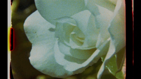 CraigRichardsCine giphygifmaker love flower rose GIF