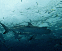 Discovery GIF by Shark Week