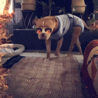 So Cool Dog GIF