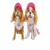 Dogs Love Sticker