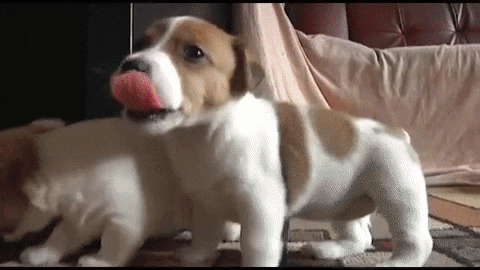 jack russell GIF