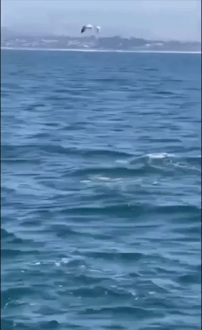 Dolphins and Birds 'Feast' in Unison
