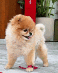 Ferrari Pomeranian GIF