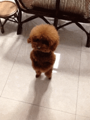 Chien content