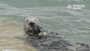 hungry sea otter GIF by Monterey Bay Aquarium