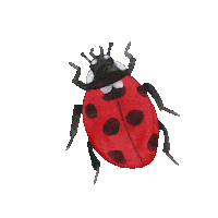Garden Bug Sticker