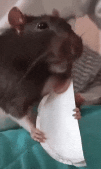 Mouse Rat GIF