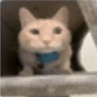 Cat Cabby GIF
