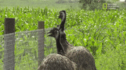 the incredible dr pol season 12 episode 8 GIF by Nat Geo Wild 