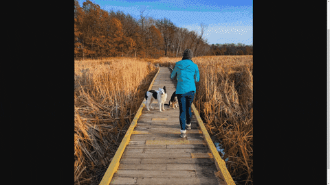 wolfpackofone giphyupload bordercollie junlexsus GIF