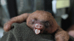 yawns GIF