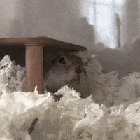 Squirrel GIF