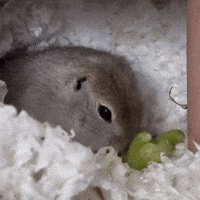 Angry Squirrel GIF