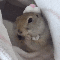 Year Of The Horse Squirrel GIF