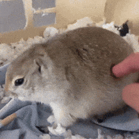 Workout Sandwich GIF