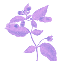 Pink Flower Sticker by Parasol