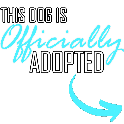 Happy Dog Sticker by TracysPawsRescue