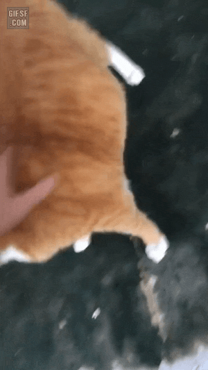 swanjun30 giphyupload GIF