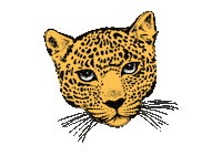 Tiger Love Sticker by EVA