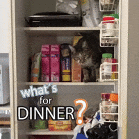 Hungry Cat GIF