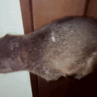 Rock Hyrax Bunny GIF