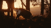 Love Dogs Sunset GIF by puppytales