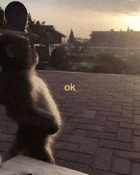 Monkey Ok GIF