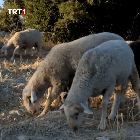 Hungry Lunch GIF by TRT