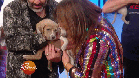 dog GIF by Rachael Ray Show
