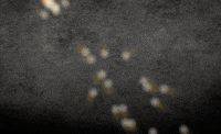Firework Oudennieuw GIF by Harry's vuurwerkhal