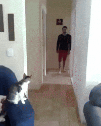 cat GIF