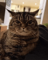 mistik_kullanici cat angrycat staringcat GIF