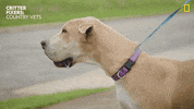 Tired Dog GIF by Nat Geo Wild