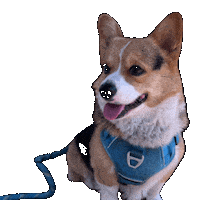 Dog Look Sticker
