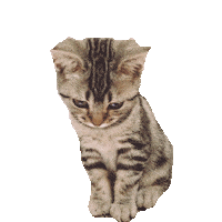 sorry cat STICKER by imoji