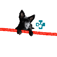 Gsd Sticker by Europeanpetpharmacy