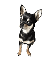 dog blinking Sticker by Tales&Tails