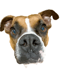 Louis Boxer Sticker by fittabulouslife