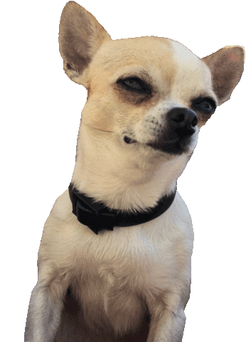 Dog Chihuahua Sticker by Blick am Abend