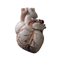 Human Heart Art Sticker by KTKCouture