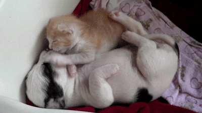 Video gif. A puppy and kitten–both fairly newborn lay next to each other. The puppy lays with his eyes closed and mouth slightly open. The kitten leans onto the puppy, stroking its face with one paw, and licking its mouth. 