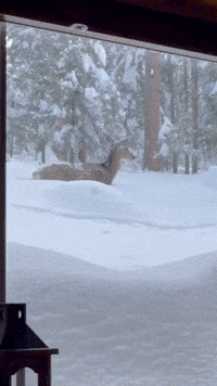 Deer, Turkey Walk Through Snow Close to Colorado Home